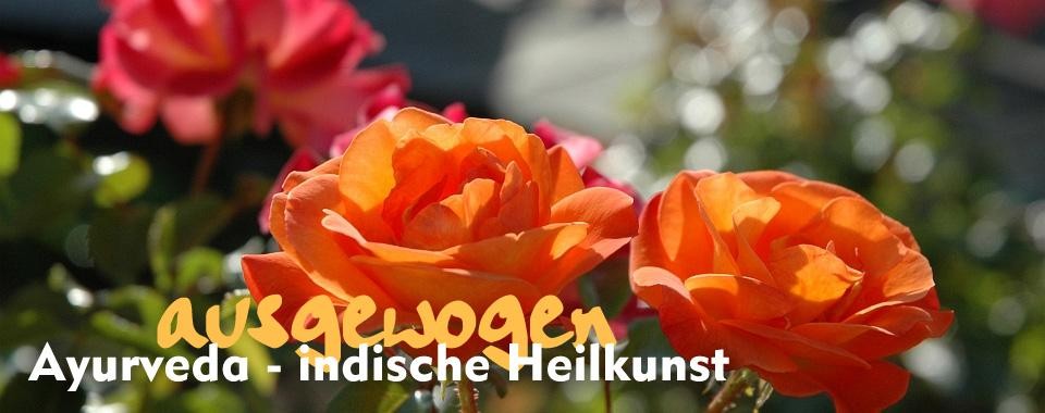 Orangefarbene Rosen Orangefarbene Rosen