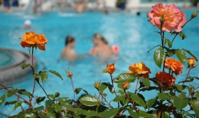 Lachsfarbene Rosen am großen Ausßenbecken im Thermalbadebereich Lachsfarbene Rosen am großen Ausßenbecken im Thermalbadebereich