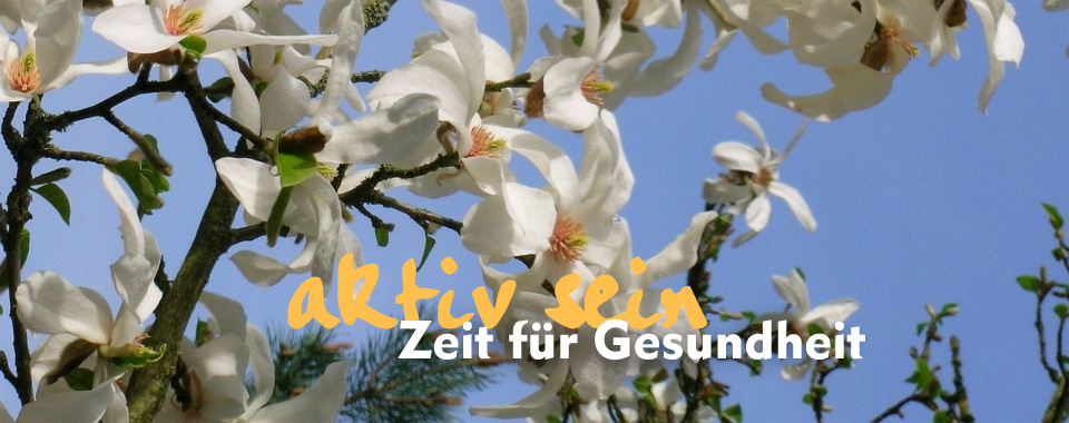 Magnolienbaum Magnolienbaum